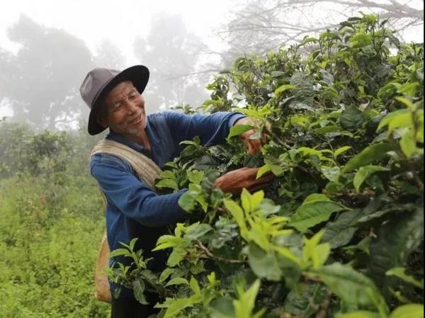 茶转载丨存茶，是馅饼还是陷阱？你存的普洱茶，真的都升值了吗？