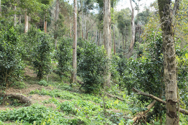 茶树,同庆河