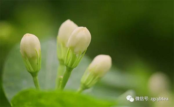 地道“冰糖甜”，正宗福州茉莉花茶，非遗传承人手制