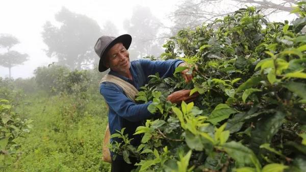 一口喝出普洱茶山头与年份，这样的大师你信吗？