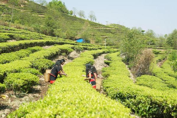 以茶文化促茶产业