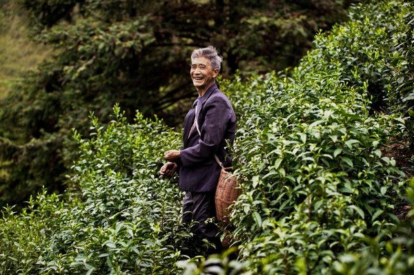 被茶叶浸染的双手是什么样子，我打赌你一定没见过