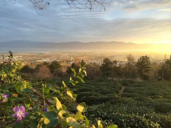 带上茶，踏遍这7个美丽的地方 ｜最佳茶旅目的地推荐榜