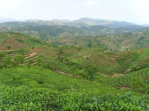 带上茶，踏遍这7个美丽的地方 ｜最佳茶旅目的地推荐榜