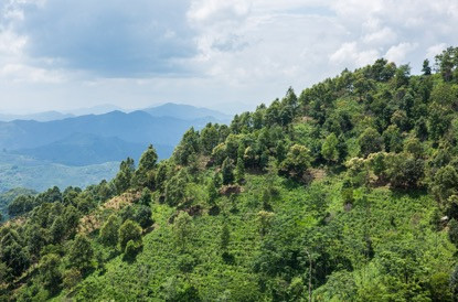 茶之旅丨从勐海到临沧——跟着中吉号茶山行