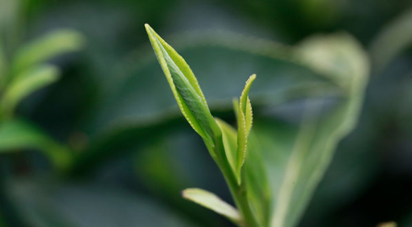 皖地味道，从祁门开始 | 追寻祁门红茶的源头与创造