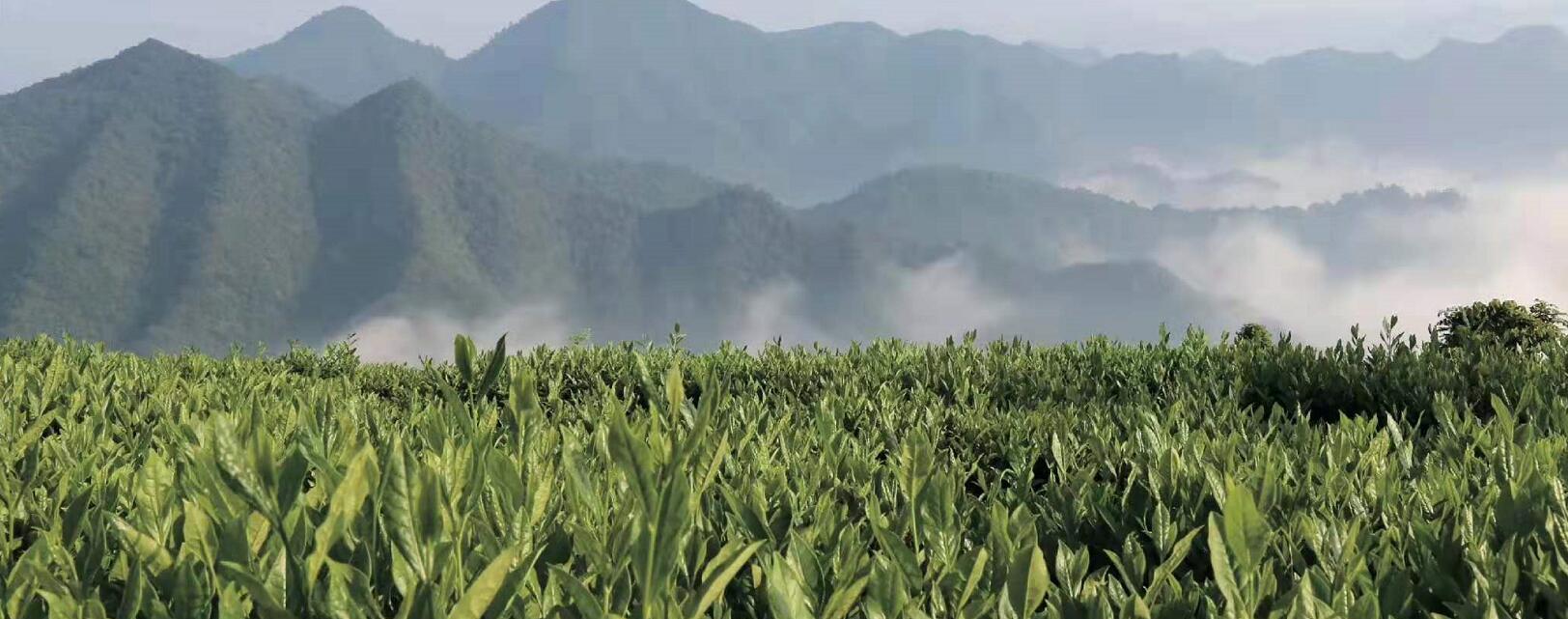 辉煌八十年 安化黑茶白沙溪打造世界黑茶品牌