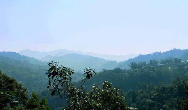 茶山,大黑树林