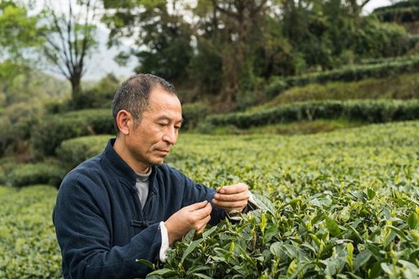 双非遗珍藏版白茶礼盒，鼎级选料/稀缺藏品/大师联袂，经3年陈化