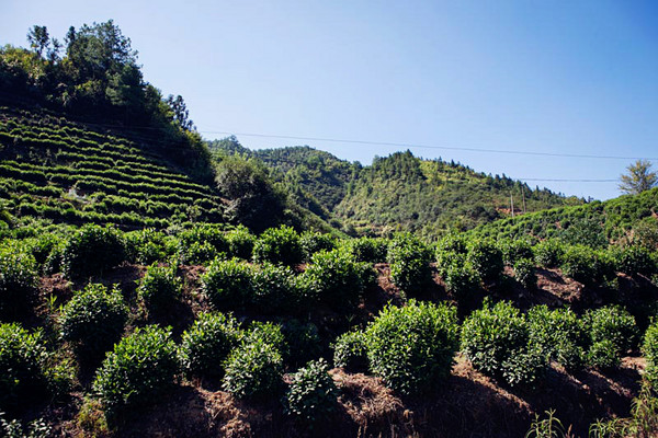 寻找身边茶艺茗星丨陈升福元昌茶艺师招募赛选手：茶人凌小会