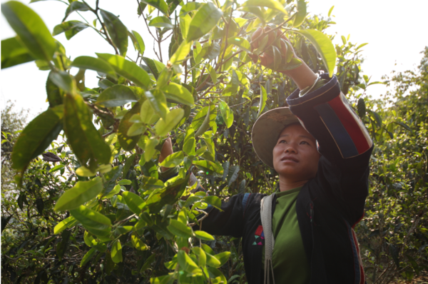 采摘茶叶