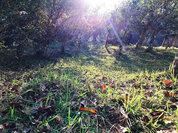 茶山,大黑树林