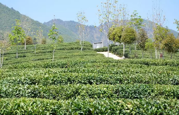 便携白茶小饼礼盒，送礼/自用两相宜，传统工艺，地道白茶口感