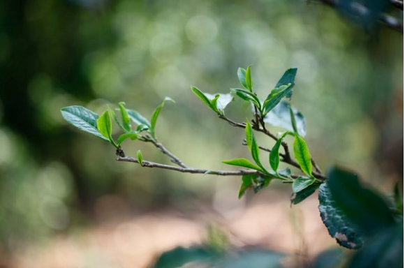 好春茶值得等，小罐茶抢鲜不抢先