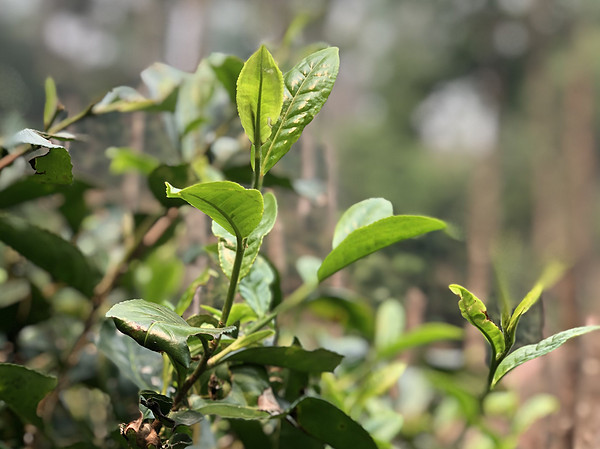 生态茶