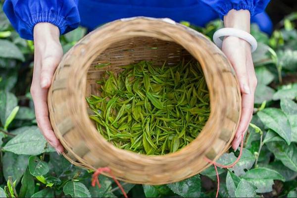 鲜茶叶