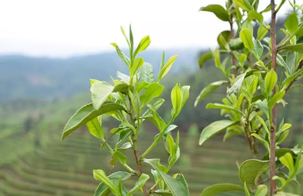 便携白茶小饼礼盒，送礼/自用两相宜，传统工艺，地道白茶口感