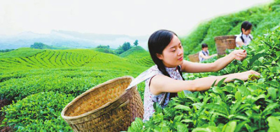 天府龙芽海外订单首次破亿 川茶集团给出5组密码