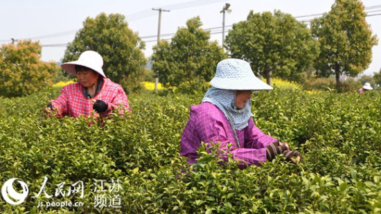 南京高淳采茶进入旺季 五斤鲜叶出茶一斤