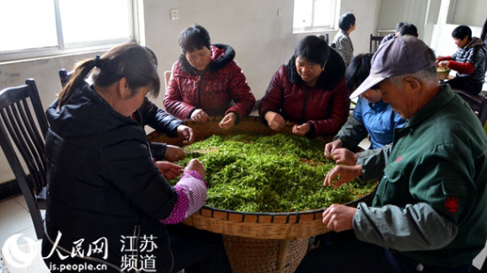 南京高淳采茶进入旺季 五斤鲜叶出茶一斤