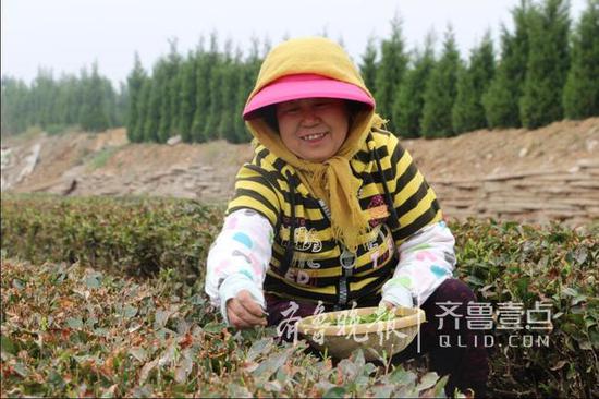 即墨头茬大田春茶采摘，干茶每斤3000元左右