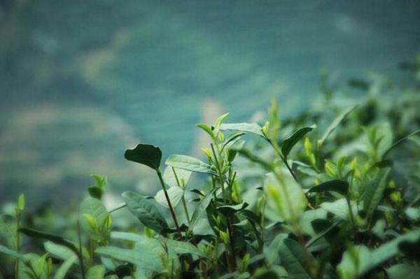 什么是雨前茶，雨前茶的功效和特点详解