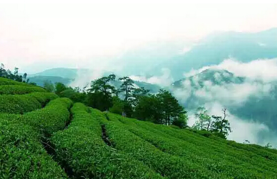 茶知识 | 带你了解武夷茶的地域之分