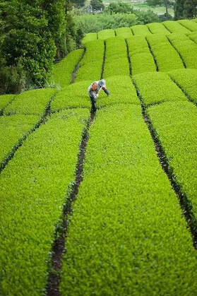 茶|喝茶的友友看过来，这些知识必须懂~