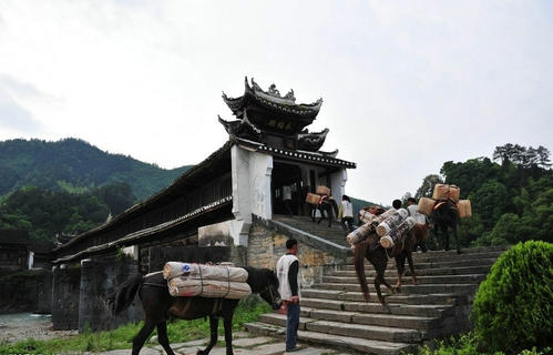 茶马古道：征服世界屋脊的文化之脉