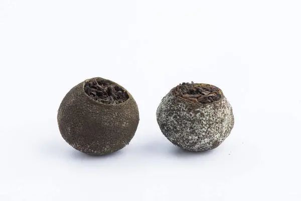 黑心老板,居然把发了霉的小青柑卖给我!拜托,那是有保健功效的白霜