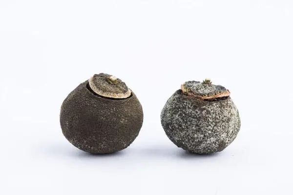 黑心老板,居然把发了霉的小青柑卖给我!拜托,那是有保健功效的白霜