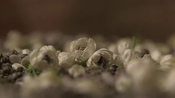 一口可知春来到！把茉莉花茶说个仔细