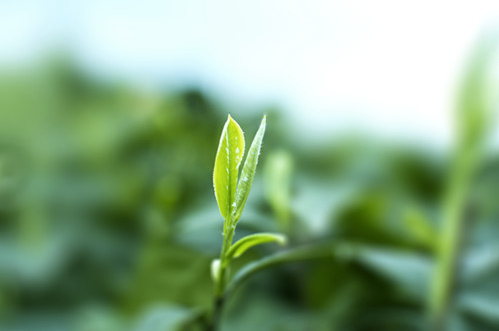 老川茶是怎么流行起来的？为何深受川渝老茶人的喜爱？