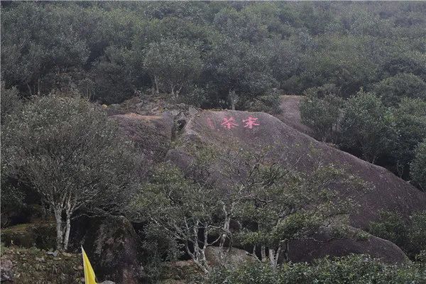 这9条凤凰单丛冷知识,连从小喝单丛长大的70%潮汕人都不知道！