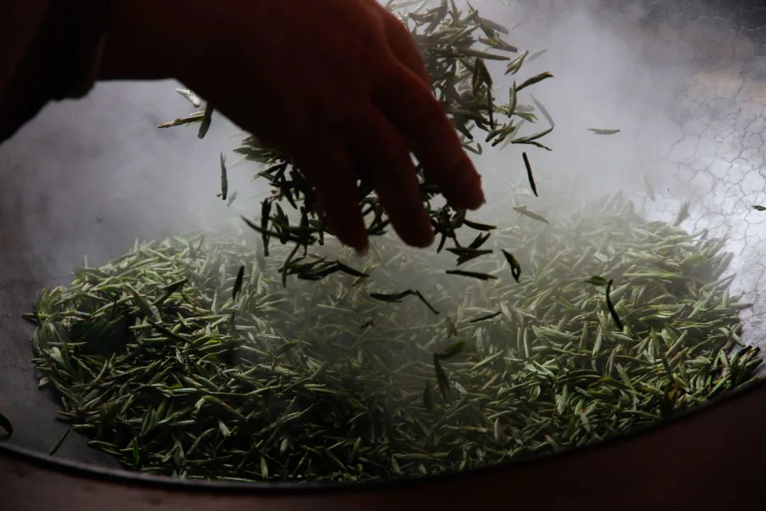 跟着茶奥网学绿茶——教你轻松搞懂绿茶品类及存储，带你练就“尝鲜”必备知识