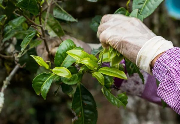 茶山行走攻略：解放鞋、速干衣、巧克力？上茶山到底该带哪些必备单品？