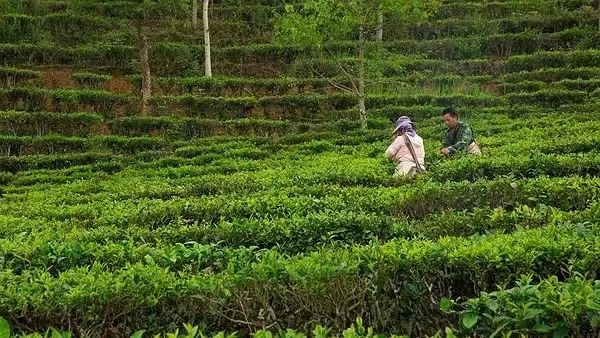 泡茶师的摆烂与坚持，往往在于一个客人开口的瞬间