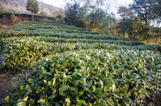 老川茶是怎么流行起来的？为何深受川渝老茶人的喜爱？