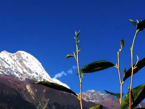 世界屋脊与冷酷仙境的藏茶之魂