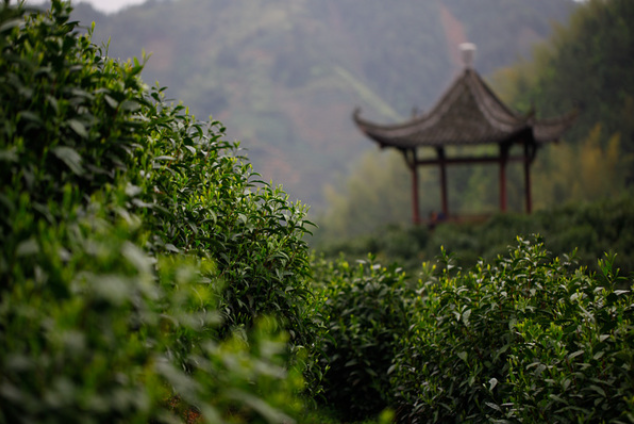 和ChatGPT聊了聊普洱茶，没喝过茶的AI是这样回答的