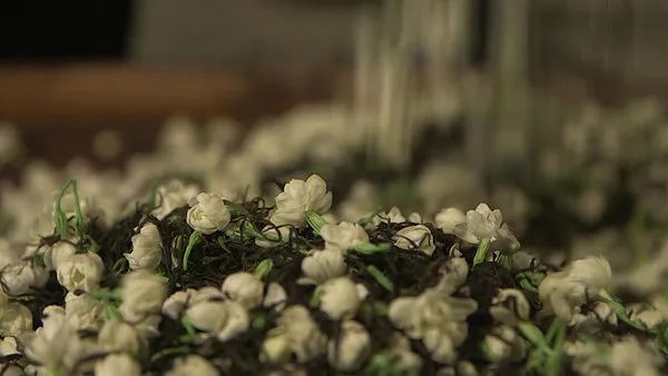 一口可知春来到！把茉莉花茶说个仔细