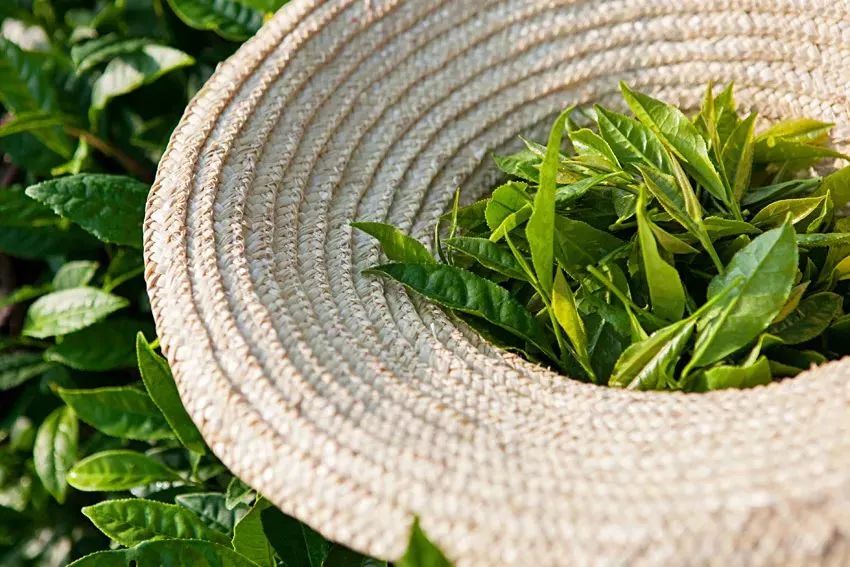 从茶号到合作社，再到中茶公司，这款茶叶的财富故事一直在不停书写