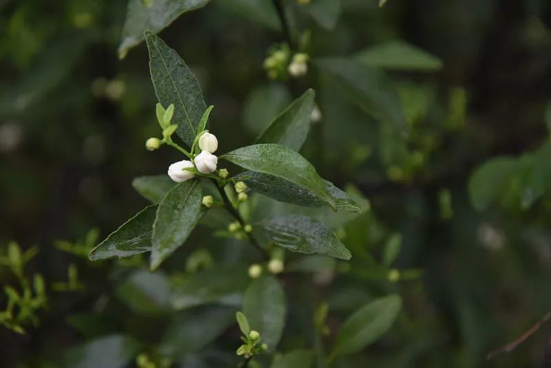 一口可知春来到！把茉莉花茶说个仔细