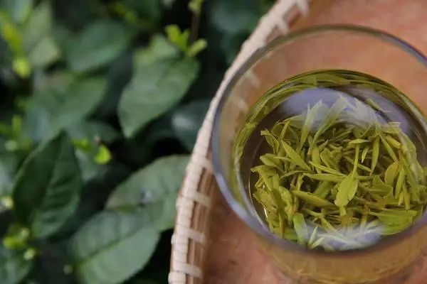 中国茶百科 | 史上最强的“茶菜鸟”攻略