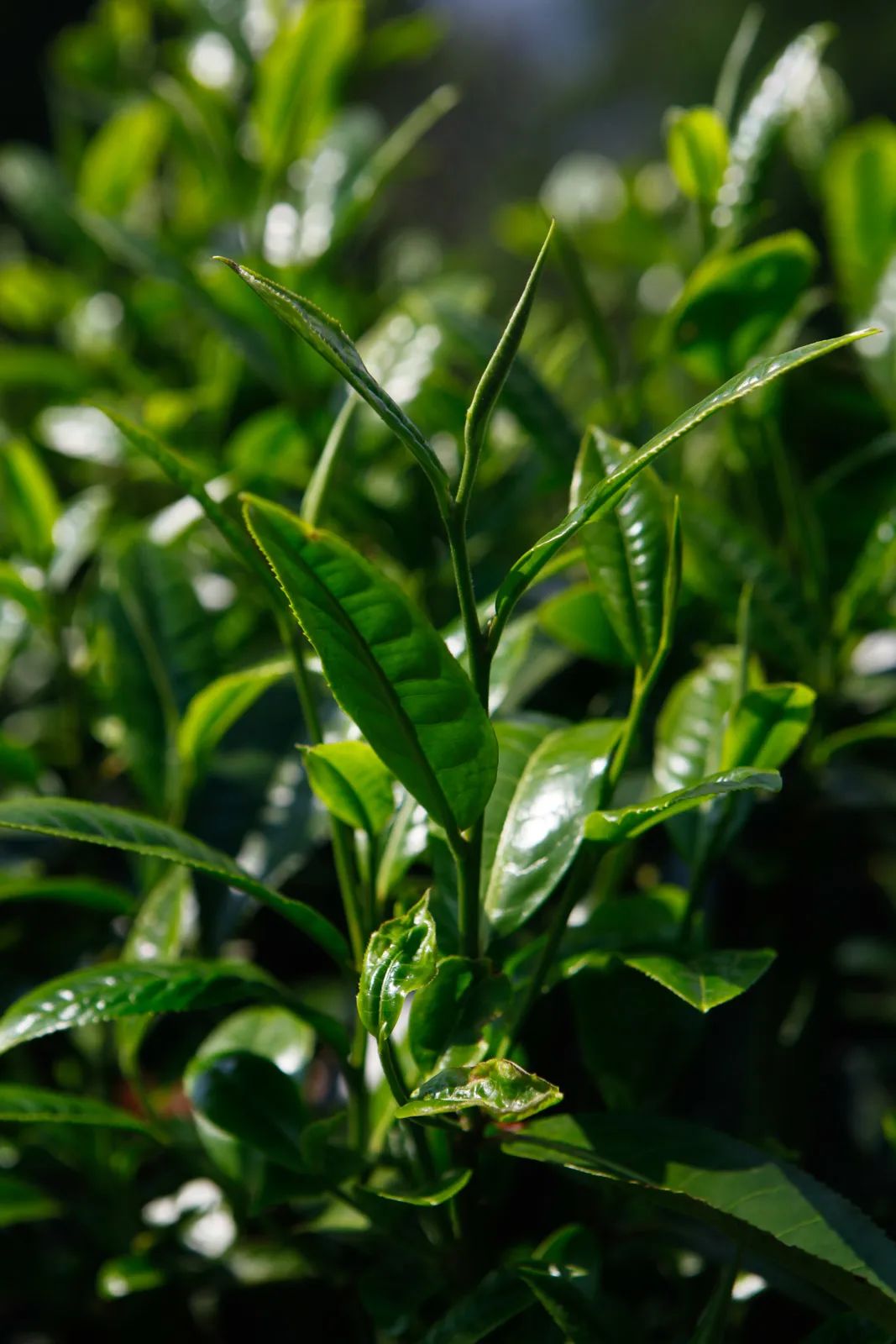 茶中被抑制的苦味，一个喝茶人谁也绕不过去的问题