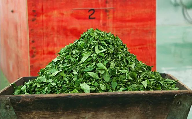 从茶号到合作社，再到中茶公司，这款茶叶的财富故事一直在不停书写