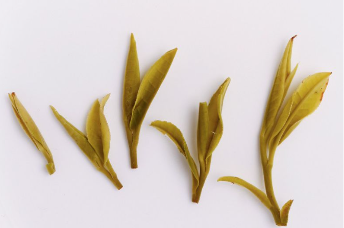 泡完的茶叶不要丢, 仔细看一下就能看出茶叶好坏, 隔壁的茶叶奸商都吓哭了!