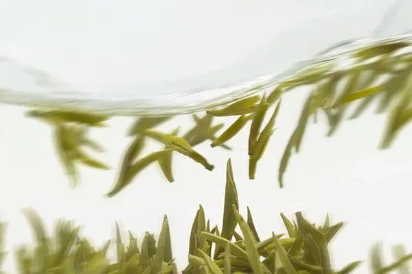 春天的第一杯绿，为什么是它们？