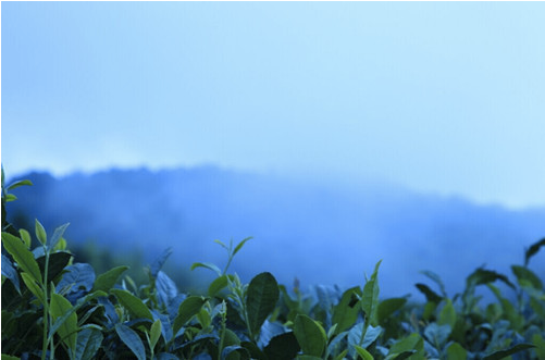 老川茶是怎么流行起来的？为何深受川渝老茶人的喜爱？