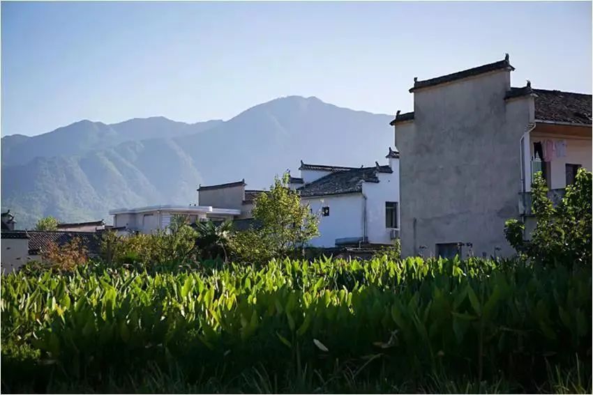 从茶号到合作社，再到中茶公司，这款茶叶的财富故事一直在不停书写